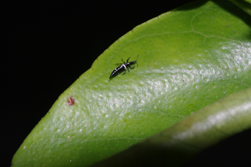 Tisanottero molto grande:  Compsothrips albosignatus (Phlaeothripidae)